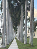 The Palm Walk fine-art print