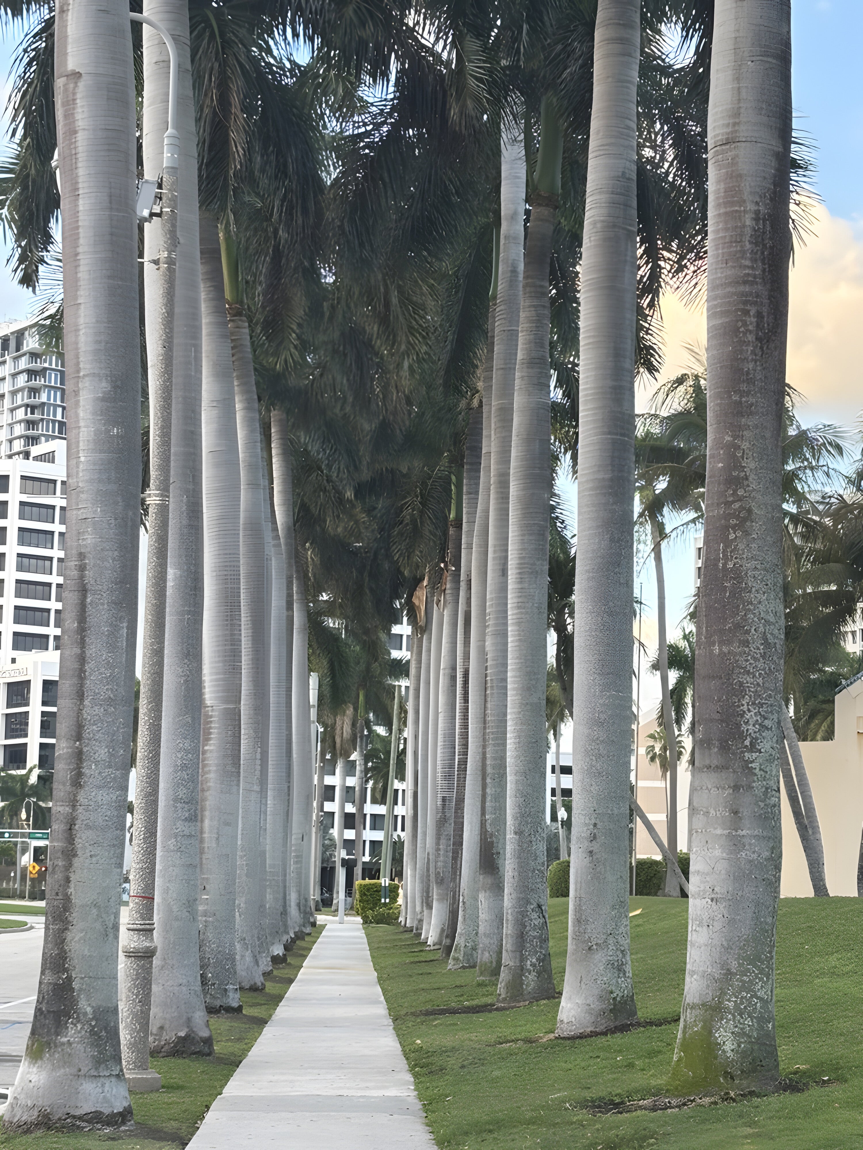 The Palm Walk fine-art print