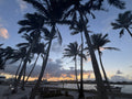 Palms at Dusk fine-art print