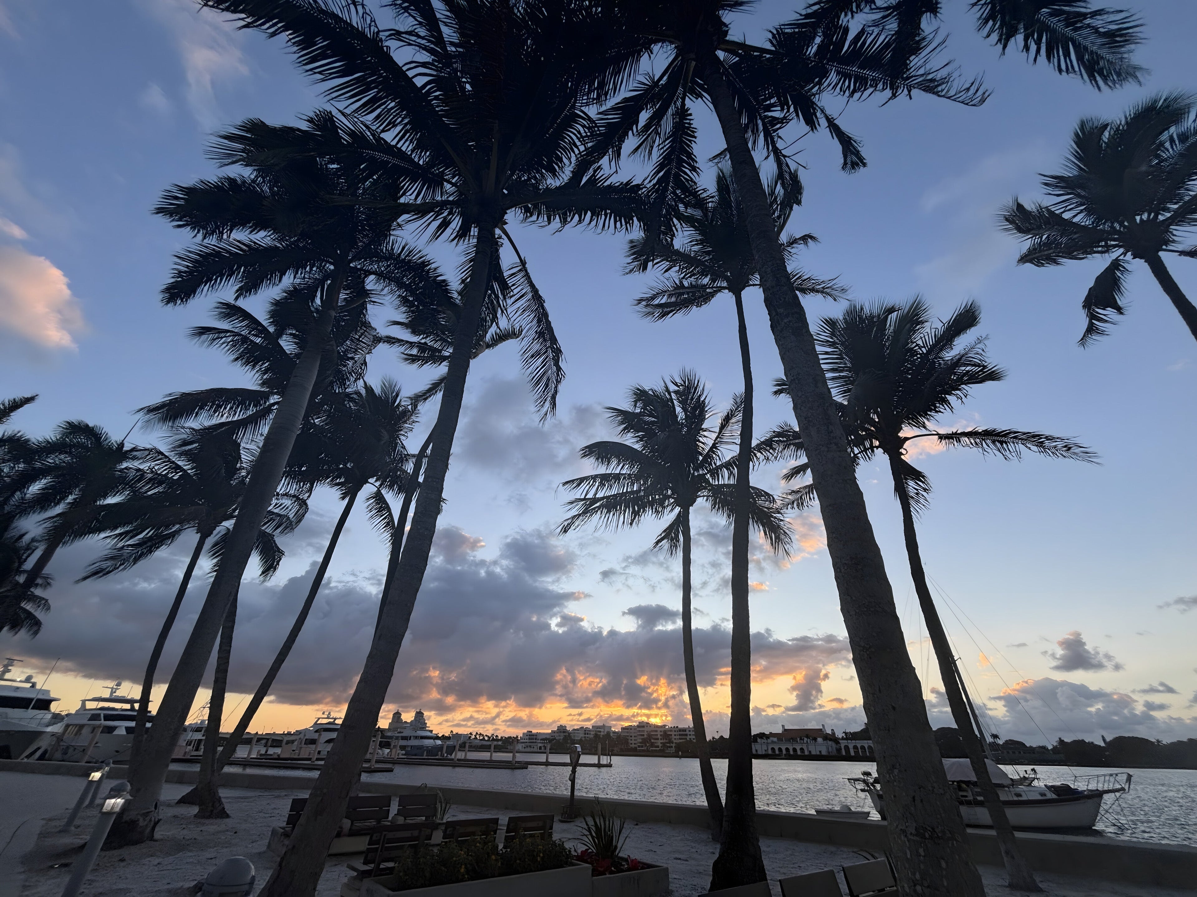 Palms at Dusk fine-art print